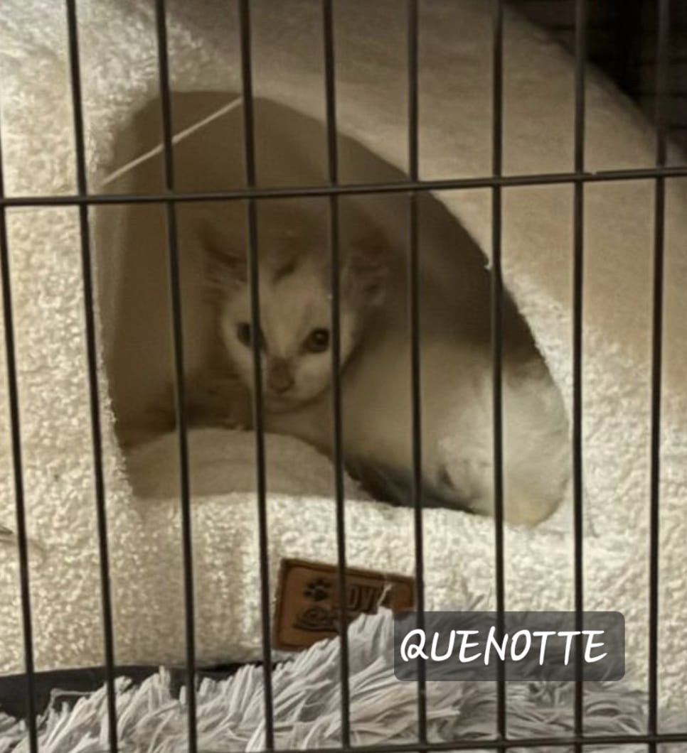 Quenotte