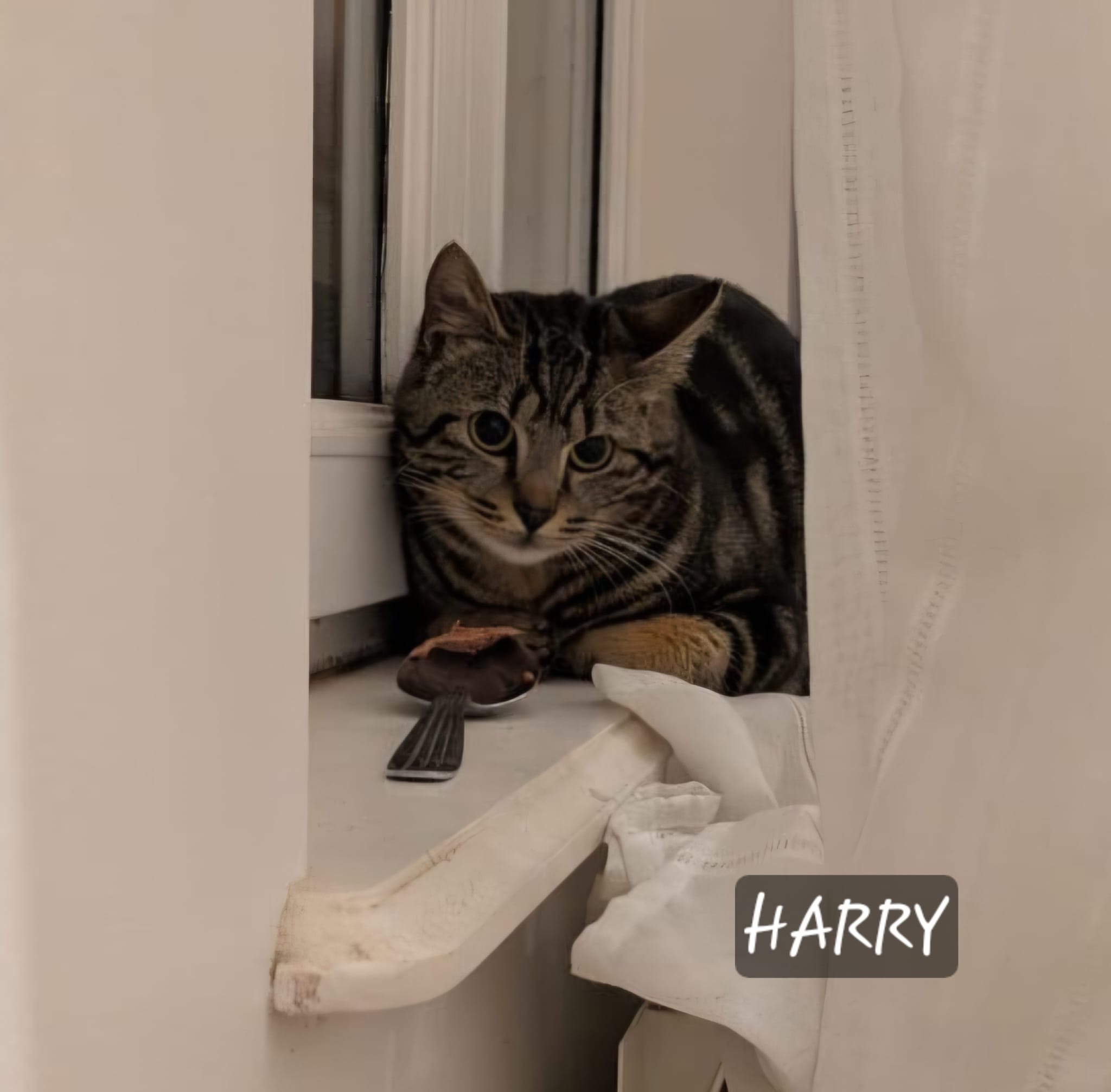 Harry